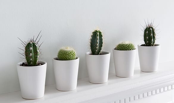 Кактусы и суккуленты